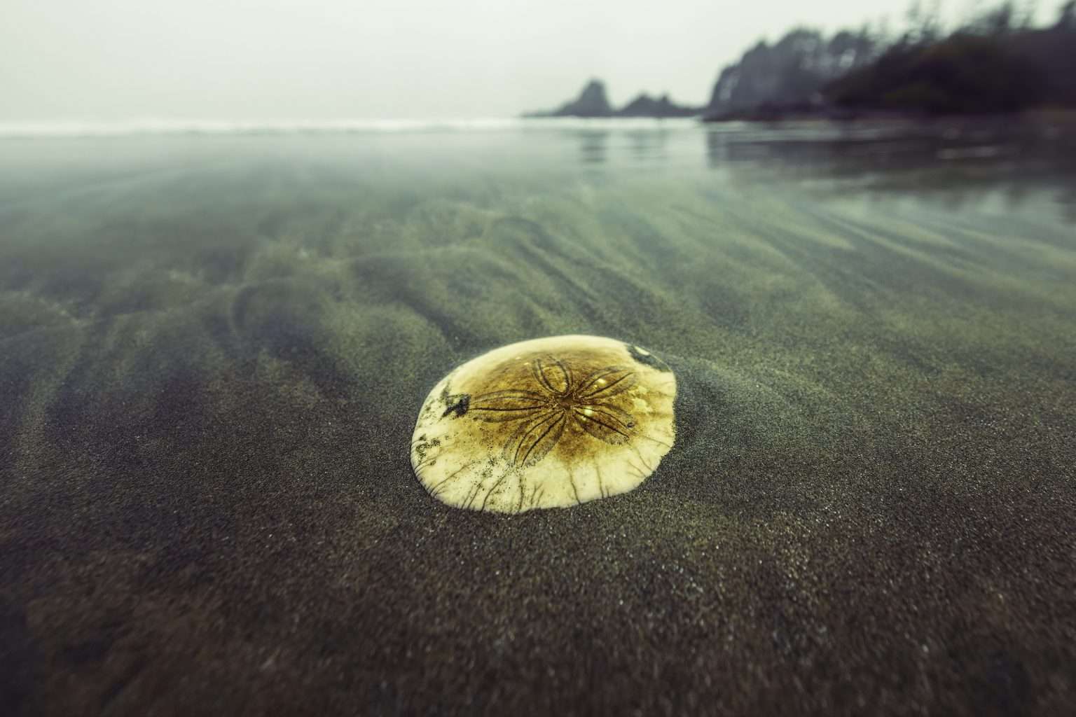 sand-dollar-symbolism-meaning-and-everything-else