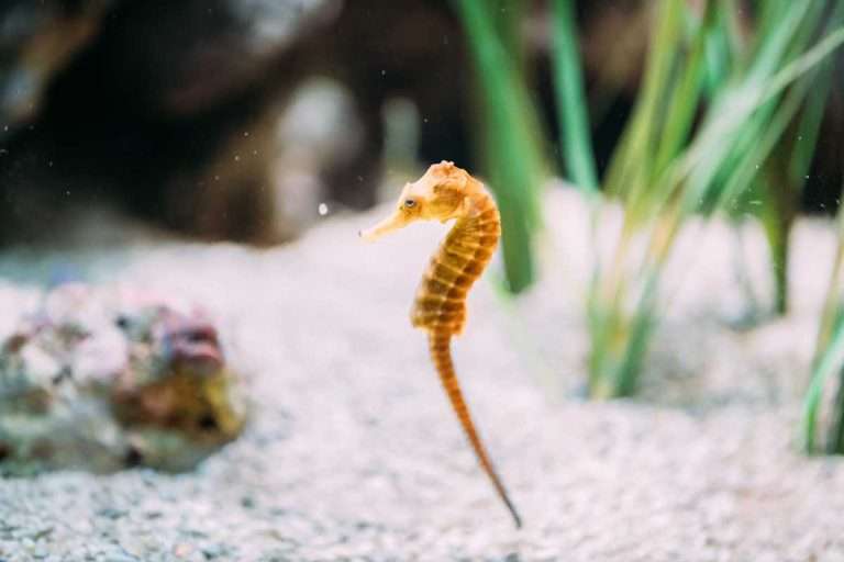 seahorse symbolism