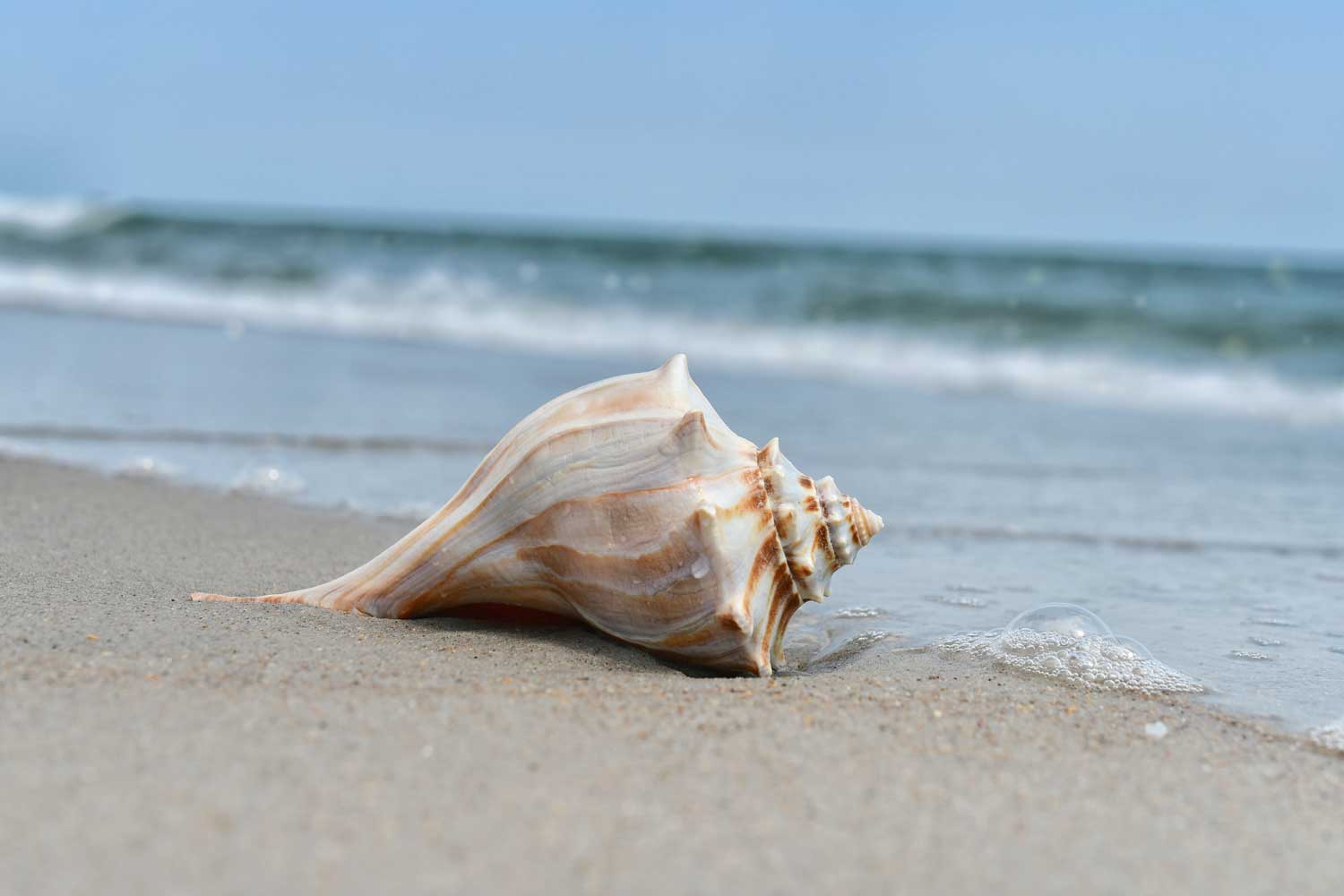 https://www.marahlago.com/blog/wp-content/uploads/2023/06/seashell-laying-on-the-beach-at-the-ocean-2022-11-14-03-45-36-utc.jpg