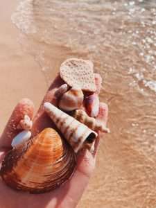 Seashell Symbolism, Shell Meaning, and Everything Else !